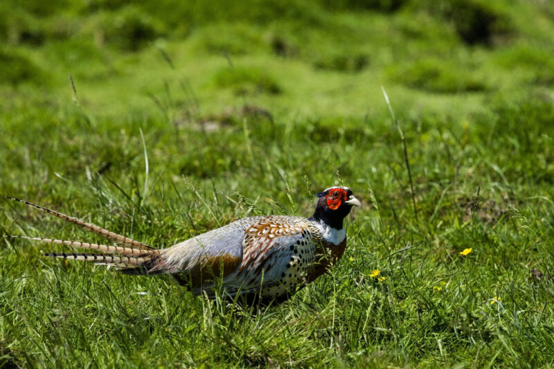 Faisan de Colchide mâle